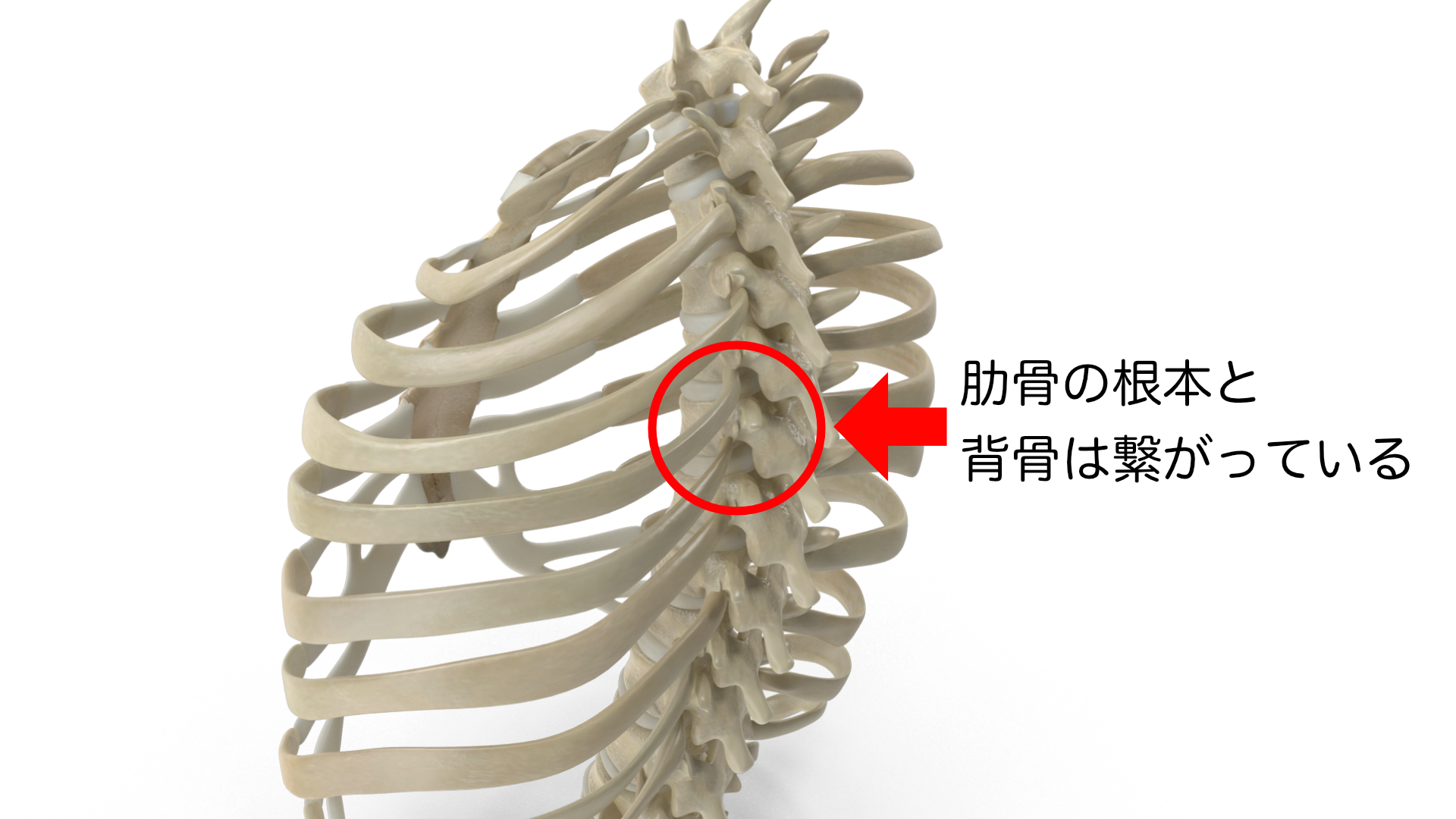 肋骨椎体接合部