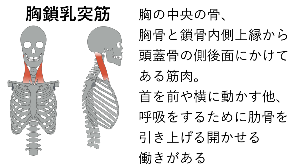 肋骨を閉じてくびれを作る方法step1 筋肉ほぐし